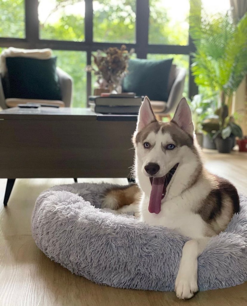 SnuggleNest™ – Vet-Approved Calming Bed for Dogs