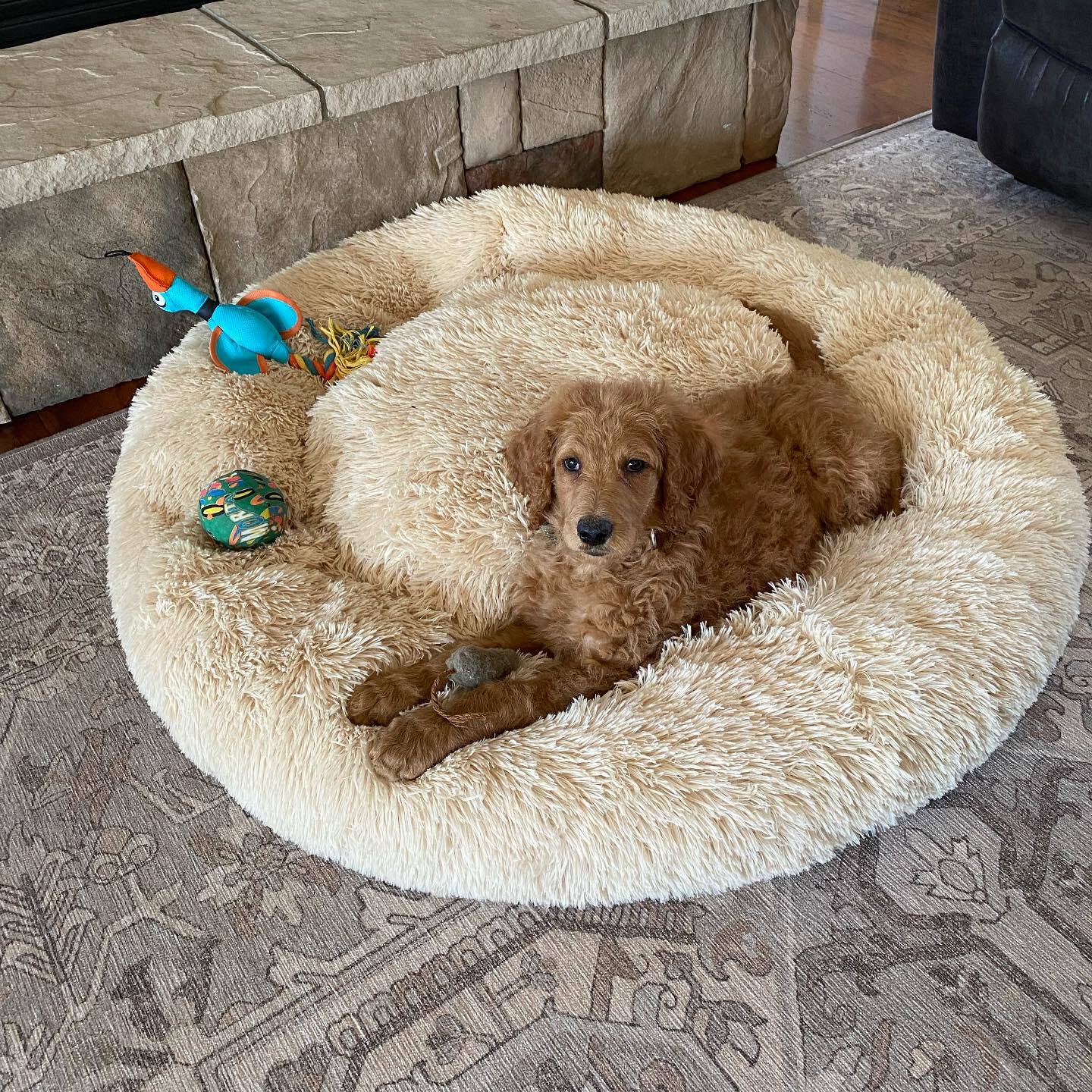 SnuggleNest™ – Vet-Approved Calming Bed for Dogs